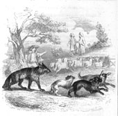 Le bassa et le marchand, Grandville