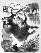 Les deux Taureaux et une Grenouille, Cham