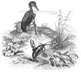 les poissons et le cormoran, illustration : grandville