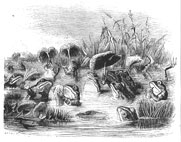 Le soleil et les Grenouilles, ill. Grandville