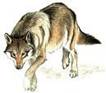 loup