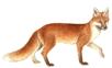 renard2