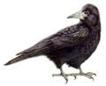 corbeau.jpg