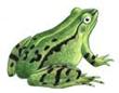 grenouille.jpg
