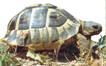 tortue